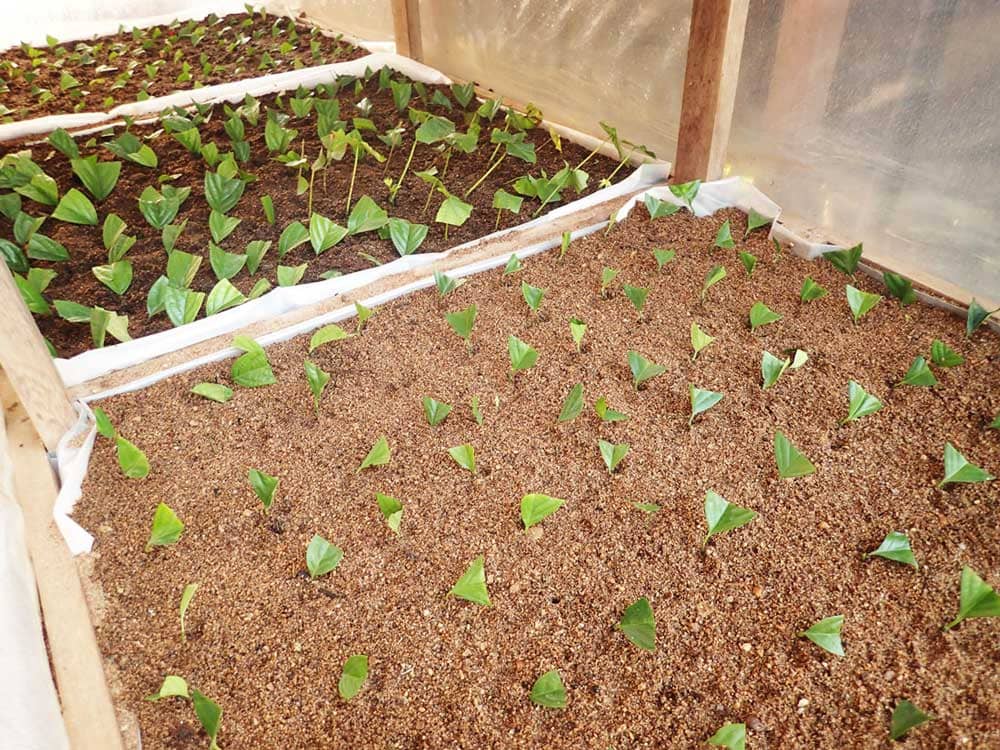 Ebony leafy cuttings planted in non-mist propagators can produce large numbers of trees. CBI is teaching this technique to local communities.