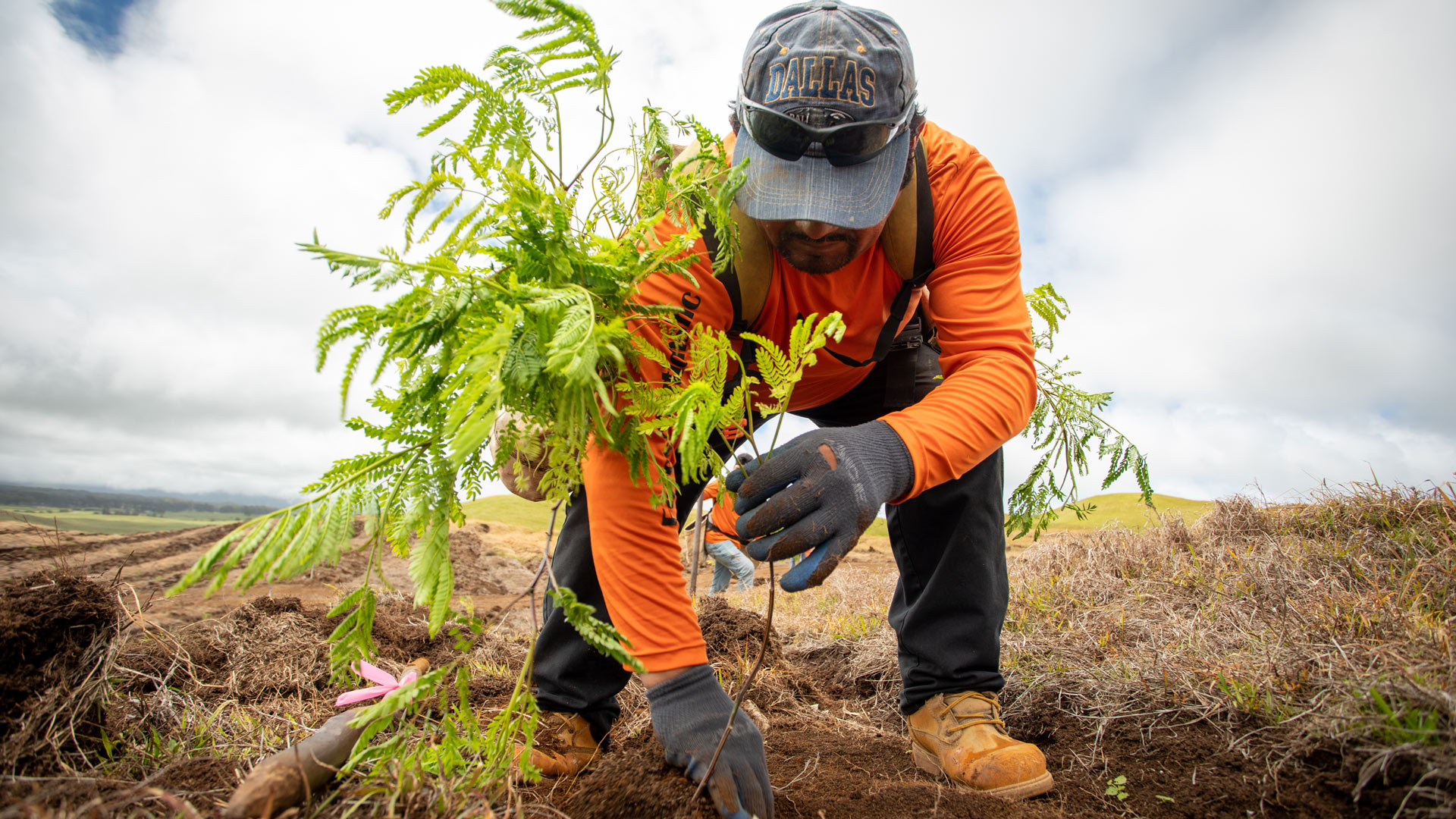 Koa Planting