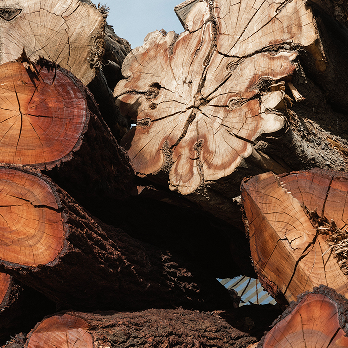 West Coast Arborist